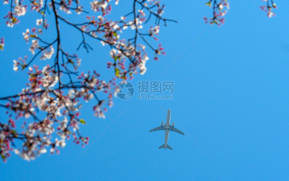 旅行奈良飞越日本樱花的飞翔苍蝇目地图片