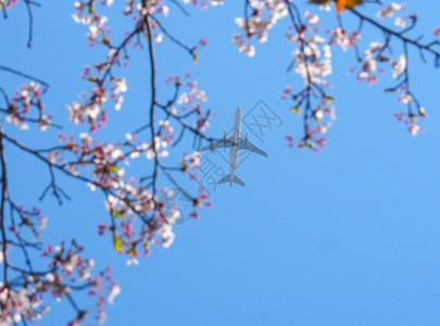 飞越日本樱花的飞翔苍蝇节日春天季图片