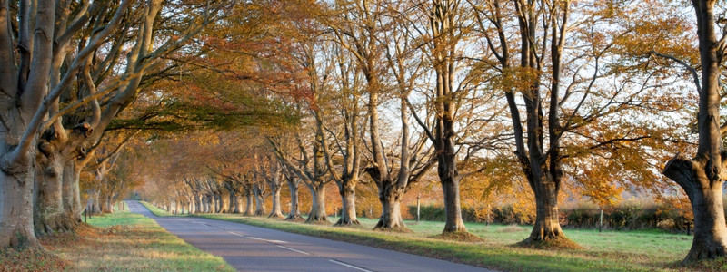 老的英国农村在多塞特的布朗福德和温伯Wimborne公路上铺设树木图片