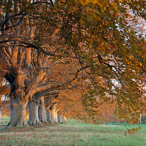 赛特树干在多塞的布朗福德和温伯Wimborne公路上铺设树木秋天图片