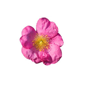 颜色美丽野玫瑰红粉色罗莎波萨或小狗粉彩图片