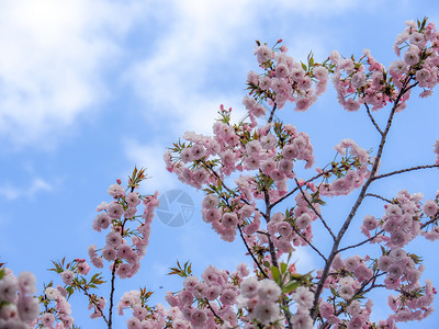 粉色的春时日本樱桃花朵天空图片