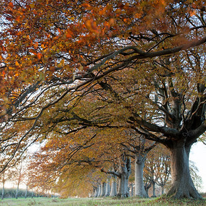 分支在多塞特的布朗福德和温伯Wimborne公路上铺设树木欧洲乡下图片