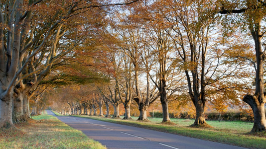 英国衬垫在多塞特的布朗福德和温伯Wimborne公路上铺设树木季节图片