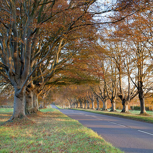 乡村的在多塞特布朗福德和温伯Wimborne公路上铺设树木汉普郡天篷图片