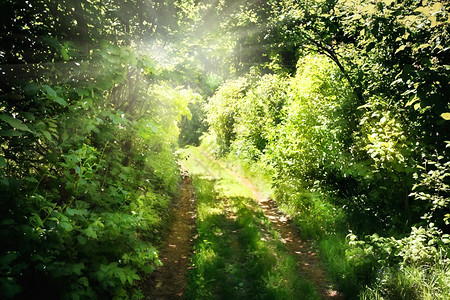 步行绿林中的路向阳光下飞去夏天退出图片