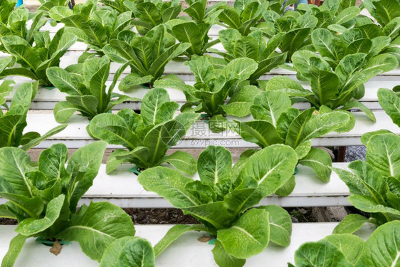 莴苣温室种植的氢栽培蔬菜水技术图片