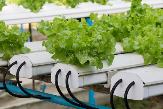 温室种植的氢栽培蔬菜收成叶子食物图片