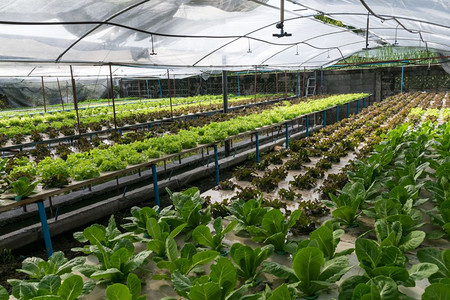 技术营养红色的温室种植氢栽培蔬菜图片
