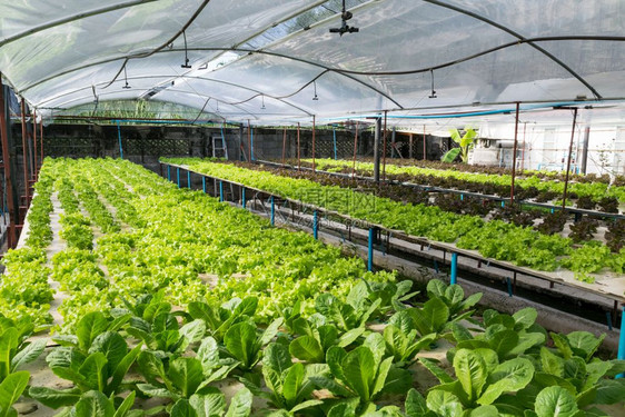 温室种植的氢栽培蔬菜排行业水图片