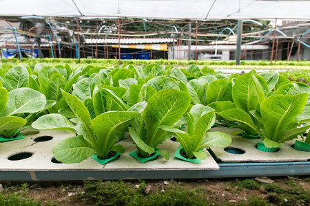 绿色农田收成温室种植的氢栽培蔬菜图片