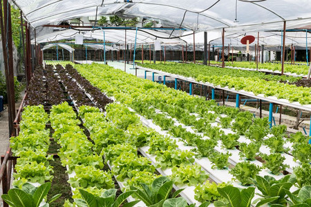 排绿色食物温室种植的氢栽培蔬菜图片