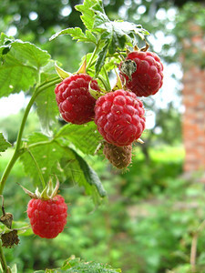 红色的熟和美味草莓生活维素植物图片
