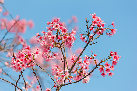 植物学季节绽放本底蓝天的樱花图片