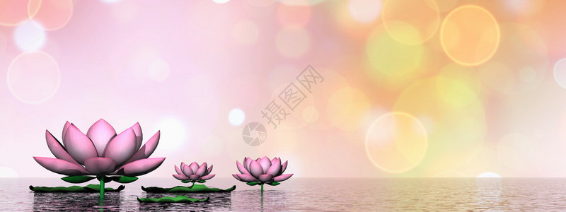 绽放模糊Lily的花朵和叶子在水上以粉红波克背景3D制成百合图片