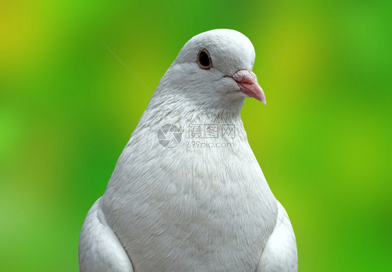 明亮的自然背景上漂亮白色站立猪圈鸽子野生动物图片