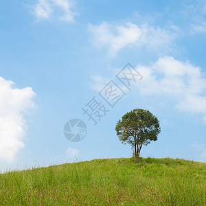 明亮的大树在山坡上大树牧场中间大树在最晴朗的天空中土地蓝色的图片