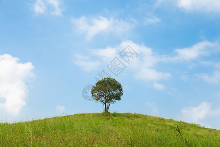 自然大树在山坡上大树牧场中间大树在最晴朗的天空中土地一种图片
