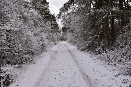 户外库尔曼霜白雪乡村公路直穿森林过图片