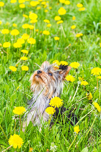 梗犬在野生草地上用丁迪利翁花园春天高清图片