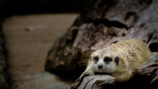 警惕猫鼬在一个舒适的天在岩石空洞中望向前方的Meerkat警卫图片