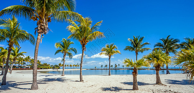 马西森哈默克县公园美州迈阿密佛罗里达圆滩的桌海游客自然棕榈图片