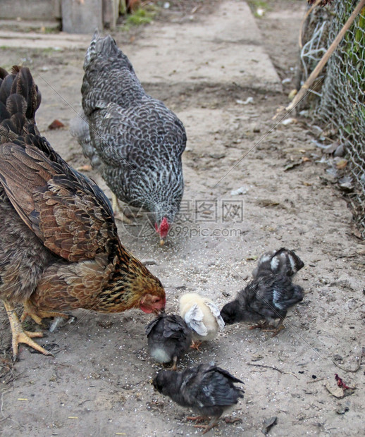 母鸡与小啄食家禽中的谷物母鸡与小在地上吃谷物的特写门户14鸟母亲图片