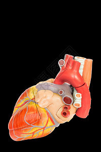 心跳复制人类脏模型的侧边视图分离FonBlack背景健康图片