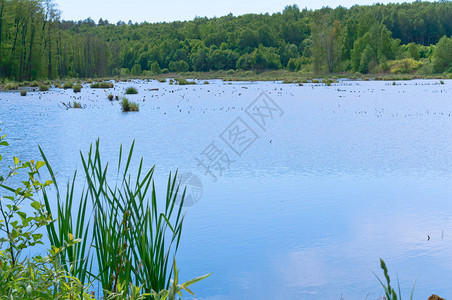 湿地湖植被长满的天然池塘蓝和沼泽地植被长满的天然池塘自美丽蓝色的图片