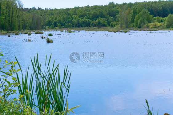 湿地湖植被长满的天然池塘蓝和沼泽地植被长满的天然池塘自美丽蓝色的图片