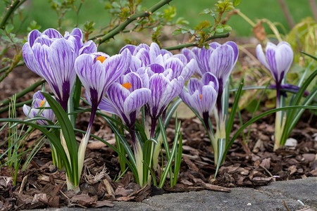 花瓣Crocus关上春天的花朵户外艺图片