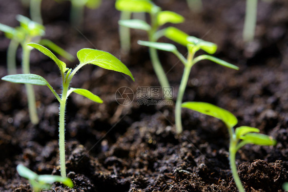 农场食物地球生态友好型农业产紧闭式温室中的年轻番茄植物幼苗图片