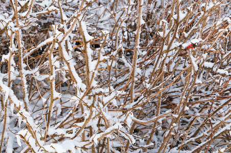 雪下干草地里的田间植物雪地里的田间植物雪地里的田间植物雪下的干草地冬天质图片