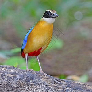 彩色的pitta蓝翼的pittapittamoluccensis站在原木上泰国拍摄丰富多彩