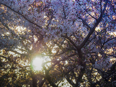 树花园春天通过日本樱花的落时间图片