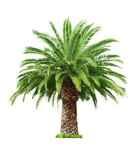 发芽地面克罗波托夫白背景隔离的绿色美丽棕榈树图片