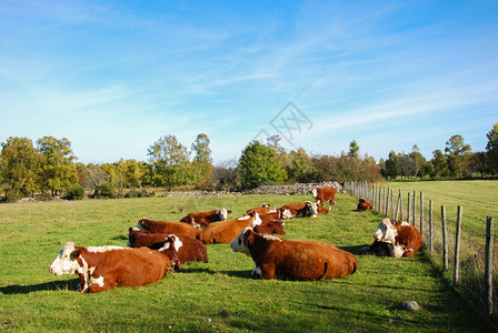 海休息肉养牛于瑞典的农村平原图片