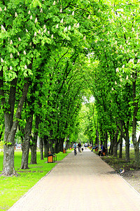 巨大的衬套凉爽公园中大树宽阔的徒步发展在公园中大树绿图片