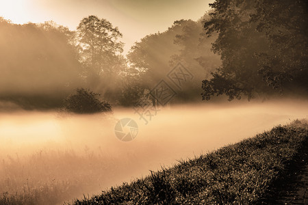 公园树底的神秘厚雾风景图分支机构情绪图片