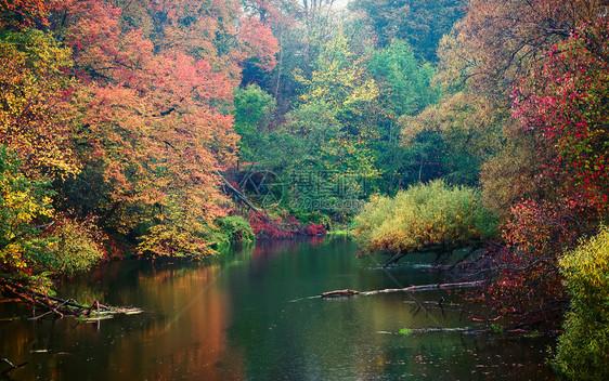 水平的美丽秋天风景与雨中的森林池塘在雨中秋红色的一种图片