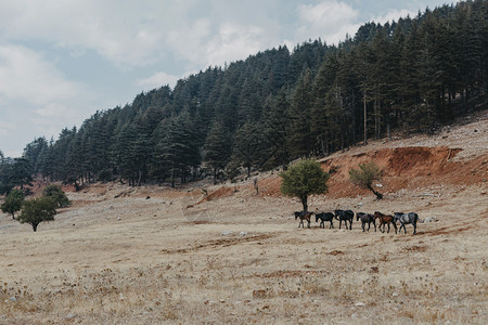 四分之一马匹母游荡在土耳其安塔利亚的土地上图片