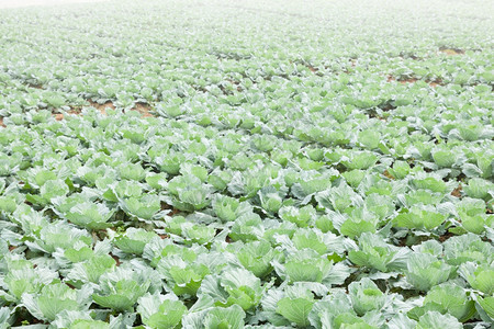 绿色食物农业菜区种植的高山寒冷栽培图片