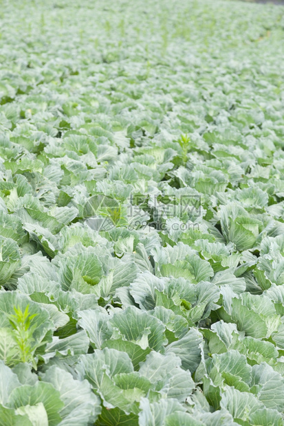 自然春天栽培农业菜区种植的高山寒冷图片