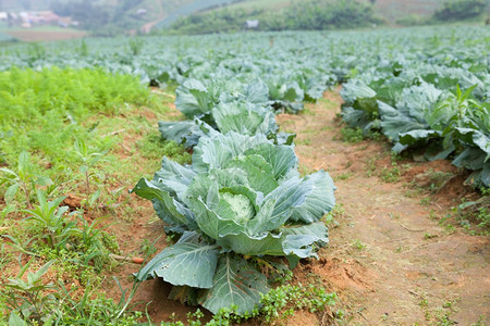 行业季节农业菜区种植的高山寒冷图片