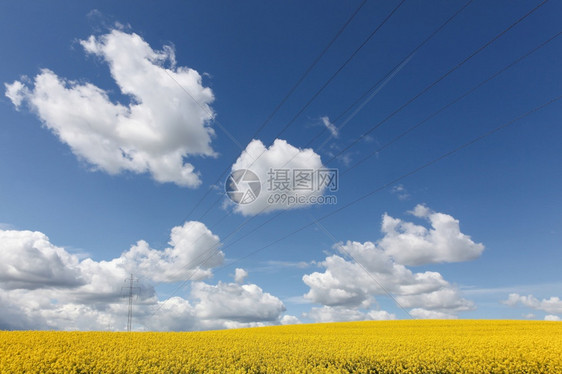 美丽的菜子丹麦黄色种子田植物图片