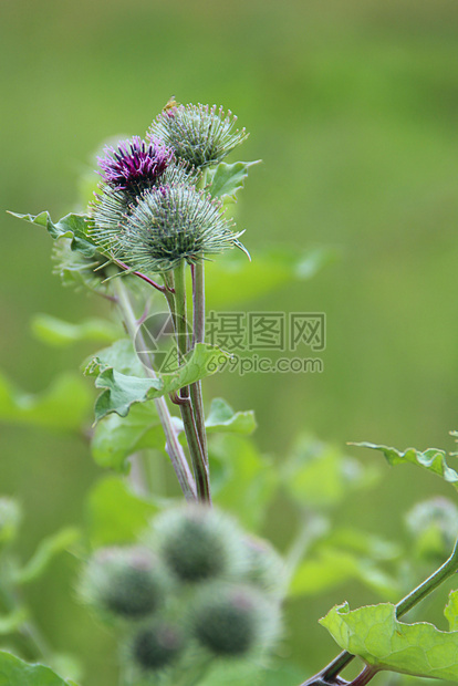 夏天季田间露花的鲜和布洛克树叶盛夏植物绿花团香玉米紫椰子治愈芽图片