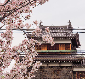 日本古老的城堡在原有樱花风景优美新鲜的蓝色图片