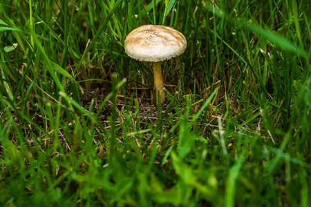 林中隔绝的野蘑菇附近季节美丽的新鲜图片
