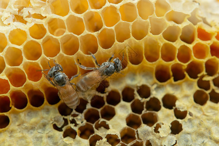 多边形蜂窝背景六边形纹理蜜蜂和工作的宏框架木板图片