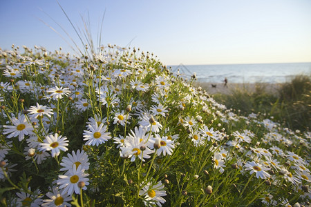 雏菊海边的滩上春天鲜花美丽野图片